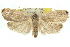  ( - 11ANIC-10876)  @11 [ ] CreativeCommons - Attribution (2011) ANIC/CBG Photography Group Centre for Biodiversity Genomics