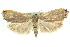  ( - 11ANIC-10877)  @12 [ ] CreativeCommons - Attribution (2011) ANIC/CBG Photography Group Centre for Biodiversity Genomics