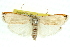  ( - 11ANIC-10878)  @11 [ ] CreativeCommons - Attribution (2011) ANIC/CBG Photography Group Centre for Biodiversity Genomics