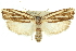  ( - 11ANIC-10885)  @13 [ ] CreativeCommons - Attribution (2011) ANIC/CBG Photography Group Centre for Biodiversity Genomics