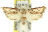  ( - 11ANIC-10895)  @14 [ ] CreativeCommons - Attribution (2011) ANIC/CBG Photography Group Centre for Biodiversity Genomics