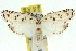  ( - 11ANIC-10902)  @13 [ ] CreativeCommons - Attribution (2011) ANIC/CBG Photography Group Centre for Biodiversity Genomics
