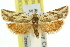  ( - 11ANIC-10930)  @13 [ ] CreativeCommons - Attribution (2011) ANIC/CBG Photography Group Centre for Biodiversity Genomics
