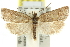  ( - 11ANIC-10932)  @11 [ ] CreativeCommons - Attribution (2011) ANIC/CBG Photography Group Centre for Biodiversity Genomics
