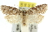  ( - 11ANIC-10936)  @11 [ ] CreativeCommons - Attribution (2011) ANIC/CBG Photography Group Centre for Biodiversity Genomics