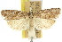  ( - 11ANIC-10937)  @11 [ ] CreativeCommons - Attribution (2011) ANIC/CBG Photography Group Centre for Biodiversity Genomics