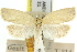  ( - 11ANIC-10938)  @11 [ ] CreativeCommons - Attribution (2011) ANIC/CBG Photography Group Centre for Biodiversity Genomics