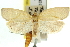  ( - 11ANIC-10939)  @11 [ ] CreativeCommons - Attribution (2011) ANIC/CBG Photography Group Centre for Biodiversity Genomics