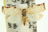  ( - 11ANIC-10956)  @11 [ ] CreativeCommons - Attribution (2011) ANIC/CBG Photography Group Centre for Biodiversity Genomics