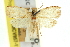  (Homona fistulata - 11ANIC-10957)  @11 [ ] CreativeCommons - Attribution (2011) ANIC/CBG Photography Group Centre for Biodiversity Genomics