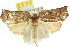  ( - 11ANIC-10959)  @15 [ ] CreativeCommons - Attribution (2011) ANIC/CBG Photography Group Centre for Biodiversity Genomics