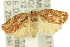  ( - 11ANIC-10970)  @14 [ ] CreativeCommons - Attribution (2011) ANIC/CBG Photography Group Centre for Biodiversity Genomics