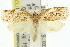  ( - 11ANIC-10974)  @14 [ ] CreativeCommons - Attribution (2011) ANIC/CBG Photography Group Centre for Biodiversity Genomics