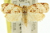  ( - 11ANIC-11006)  @14 [ ] CreativeCommons - Attribution (2011) ANIC/CBG Photography Group Centre for Biodiversity Genomics