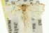  (Adoxophyes sp. D - 11ANIC-11013)  @15 [ ] CreativeCommons - Attribution (2011) ANIC/CBG Photography Group Centre for Biodiversity Genomics