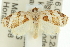  ( - 11ANIC-11014)  @14 [ ] CreativeCommons - Attribution (2011) ANIC/CBG Photography Group Centre for Biodiversity Genomics