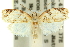  (Adoxophyes sp. A - 11ANIC-11020)  @14 [ ] CreativeCommons - Attribution (2011) ANIC/CBG Photography Group Centre for Biodiversity Genomics