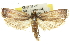  ( - 11ANIC-11027)  @11 [ ] CreativeCommons - Attribution (2011) ANIC/CBG Photography Group Centre for Biodiversity Genomics