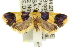  ( - 11ANIC-11038)  @14 [ ] CreativeCommons - Attribution (2011) ANIC/CBG Photography Group Centre for Biodiversity Genomics