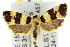  ( - 11ANIC-11043)  @11 [ ] CreativeCommons - Attribution (2011) ANIC/CBG Photography Group Centre for Biodiversity Genomics