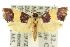  ( - 11ANIC-11047)  @11 [ ] CreativeCommons - Attribution (2011) ANIC/CBG Photography Group Centre for Biodiversity Genomics