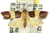  ( - 11ANIC-11050)  @14 [ ] CreativeCommons - Attribution (2011) ANIC/CBG Photography Group Centre for Biodiversity Genomics