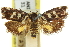  (Telecrates desmochrysa - 11ANIC-11056)  @11 [ ] CreativeCommons - Attribution (2011) ANIC/CBG Photography Group Centre for Biodiversity Genomics