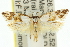  ( - 11ANIC-11061)  @14 [ ] CreativeCommons - Attribution (2011) ANIC/CBG Photography Group Centre for Biodiversity Genomics