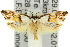  (Zaphanaula - 11ANIC-11062)  @15 [ ] CreativeCommons - Attribution (2011) ANIC/CBG Photography Group Centre for Biodiversity Genomics