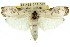 (Arignota stercorata - 11ANIC-11071)  @15 [ ] CreativeCommons - Attribution (2011) ANIC/CBG Photography Group Centre for Biodiversity Genomics