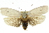  ( - 11ANIC-11079)  @11 [ ] CreativeCommons - Attribution (2011) ANIC/CBG Photography Group Centre for Biodiversity Genomics