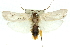  (Maroga leptopasta - 11ANIC-11085)  @15 [ ] CreativeCommons - Attribution (2011) ANIC/CBG Photography Group Centre for Biodiversity Genomics