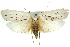  ( - 11ANIC-11086)  @15 [ ] CreativeCommons - Attribution (2011) ANIC/CBG Photography Group Centre for Biodiversity Genomics
