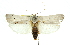  ( - 11ANIC-11087)  @15 [ ] CreativeCommons - Attribution (2011) ANIC/CBG Photography Group Centre for Biodiversity Genomics