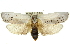  ( - 11ANIC-11091)  @13 [ ] CreativeCommons - Attribution (2011) ANIC/CBG Photography Group Centre for Biodiversity Genomics