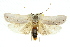  (Maroga sp. ANIC1 - 11ANIC-11094)  @15 [ ] CreativeCommons - Attribution (2011) ANIC/CBG Photography Group Centre for Biodiversity Genomics