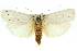  (Maroga paragypsa - 11ANIC-11095)  @14 [ ] CreativeCommons - Attribution (2011) ANIC/CBG Photography Group Centre for Biodiversity Genomics