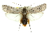  ( - 11ANIC-11099)  @15 [ ] CreativeCommons - Attribution (2011) ANIC/CBG Photography Group Centre for Biodiversity Genomics