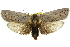 (Maroga setiotricha - 11ANIC-11103)  @15 [ ] CreativeCommons - Attribution (2011) ANIC/CBG Photography Group Centre for Biodiversity Genomics