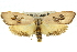  ( - 11ANIC-11109)  @15 [ ] CreativeCommons - Attribution (2011) ANIC/CBG Photography Group Centre for Biodiversity Genomics