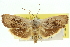  ( - 11ANIC-11114)  @11 [ ] CreativeCommons - Attribution (2011) ANIC/CBG Photography Group Centre for Biodiversity Genomics