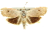  ( - 11ANIC-11117)  @14 [ ] CreativeCommons - Attribution (2011) ANIC/CBG Photography Group Centre for Biodiversity Genomics