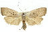  ( - 11ANIC-11120)  @14 [ ] CreativeCommons - Attribution (2011) ANIC/CBG Photography Group Centre for Biodiversity Genomics
