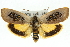  ( - 11ANIC-11121)  @15 [ ] CreativeCommons - Attribution (2011) ANIC/CBG Photography Group Centre for Biodiversity Genomics