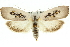  (Brachybelistis pentachroa - 11ANIC-11124)  @15 [ ] CreativeCommons - Attribution (2011) ANIC/CBG Photography Group Centre for Biodiversity Genomics