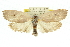  ( - 11ANIC-11127)  @11 [ ] CreativeCommons - Attribution (2011) ANIC/CBG Photography Group Centre for Biodiversity Genomics