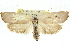 ( - 11ANIC-11128)  @11 [ ] CreativeCommons - Attribution (2011) ANIC/CBG Photography Group Centre for Biodiversity Genomics
