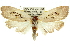  ( - 11ANIC-11129)  @11 [ ] CreativeCommons - Attribution (2011) ANIC/CBG Photography Group Centre for Biodiversity Genomics