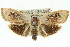  ( - 11ANIC-11130)  @14 [ ] CreativeCommons - Attribution (2011) ANIC/CBG Photography Group Centre for Biodiversity Genomics