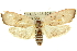  ( - 11ANIC-11131)  @14 [ ] CreativeCommons - Attribution (2011) ANIC/CBG Photography Group Centre for Biodiversity Genomics